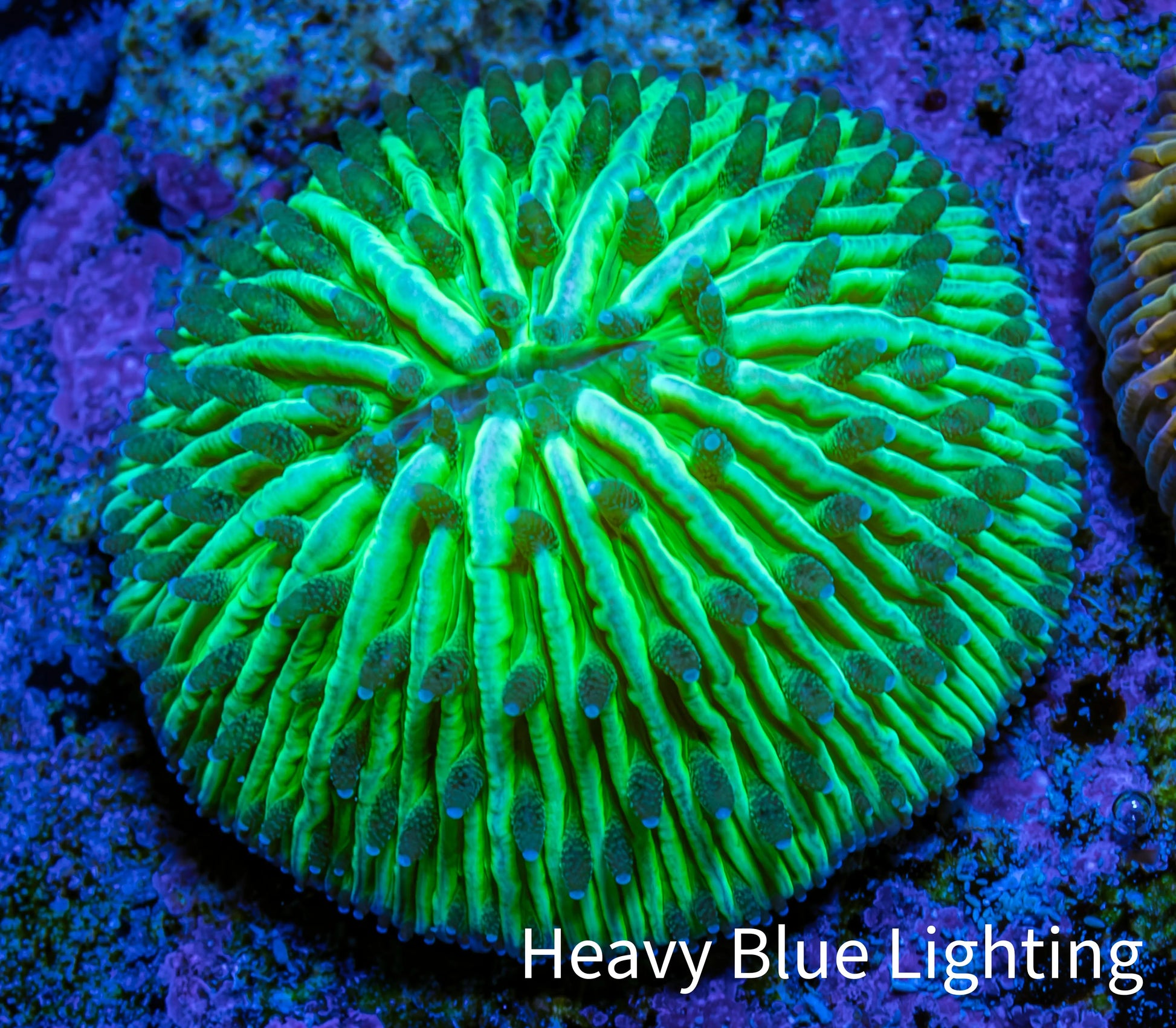 Ultra Neon Green Fungia Coral WYSIWYG 2cm Ultra Neon Green Fungia Coral WYSIWYG 2cm LPS Ultra Neon Green Fungia Coral WYSIWYG 2cm Zeo Box Reef