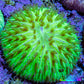 Ultra Neon Green Fungia Coral WYSIWYG 2cm Ultra Neon Green Fungia Coral WYSIWYG 2cm LPS Ultra Neon Green Fungia Coral WYSIWYG 2cm Zeo Box Reef