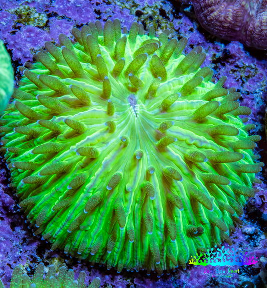 Ultra Neon Green Fungia Coral WYSIWYG 2cm Ultra Neon Green Fungia Coral WYSIWYG 2cm LPS Ultra Neon Green Fungia Coral WYSIWYG 2cm Zeo Box Reef