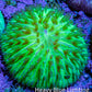 Ultra Neon Green Fungia Coral WYSIWYG 2cm Ultra Neon Green Fungia Coral WYSIWYG 2cm LPS Ultra Neon Green Fungia Coral WYSIWYG 2cm Zeo Box Reef