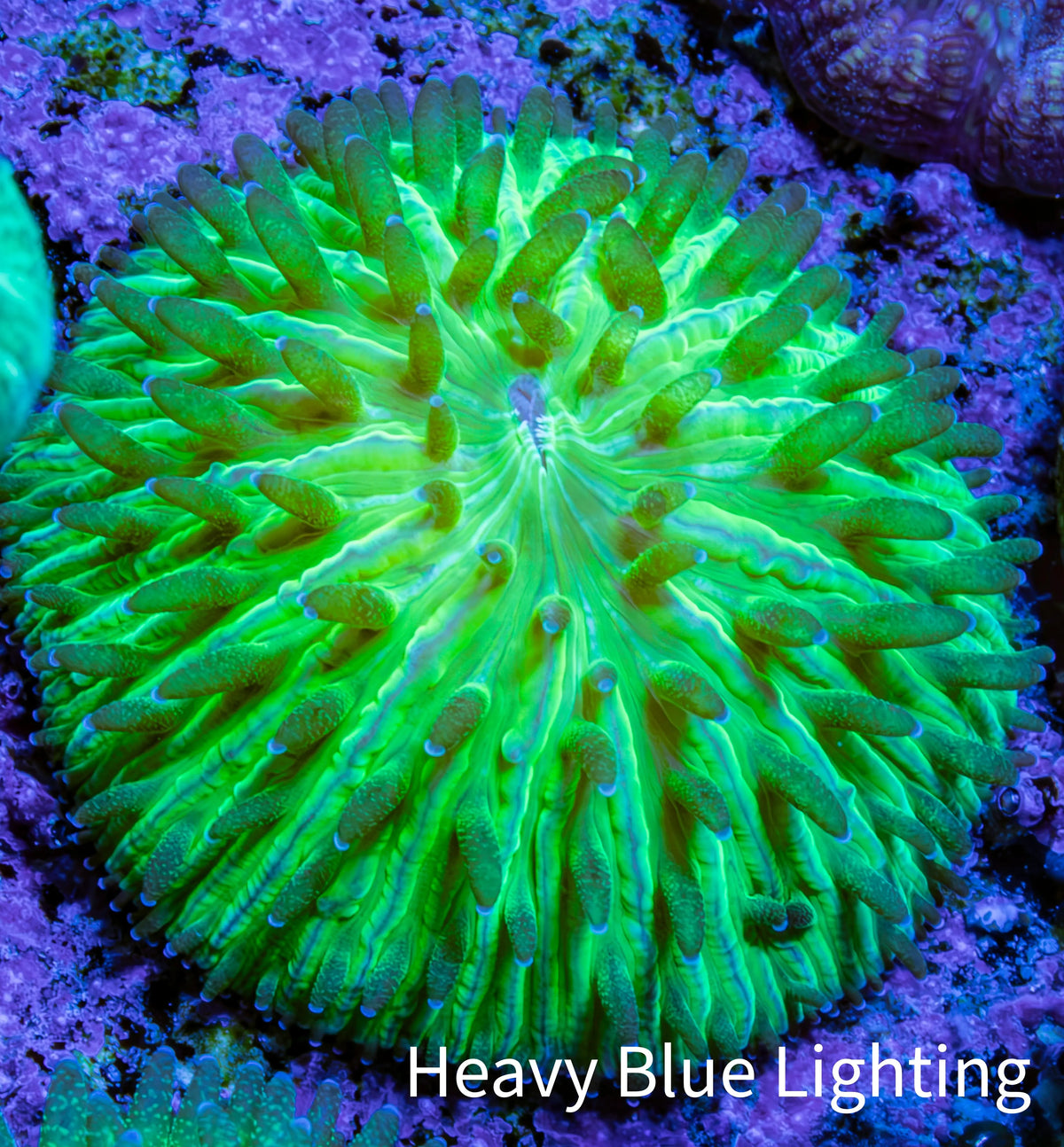 Ultra Neon Green Fungia Coral WYSIWYG 2cm Ultra Neon Green Fungia Coral WYSIWYG 2cm LPS Ultra Neon Green Fungia Coral WYSIWYG 2cm Zeo Box Reef
