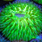 Ultra Neon Green Fungia Coral WYSIWYG 3cm Ultra Neon Green Fungia Coral WYSIWYG 3cm LPS Ultra Neon Green Fungia Coral WYSIWYG 3cm Zeo Box Reef