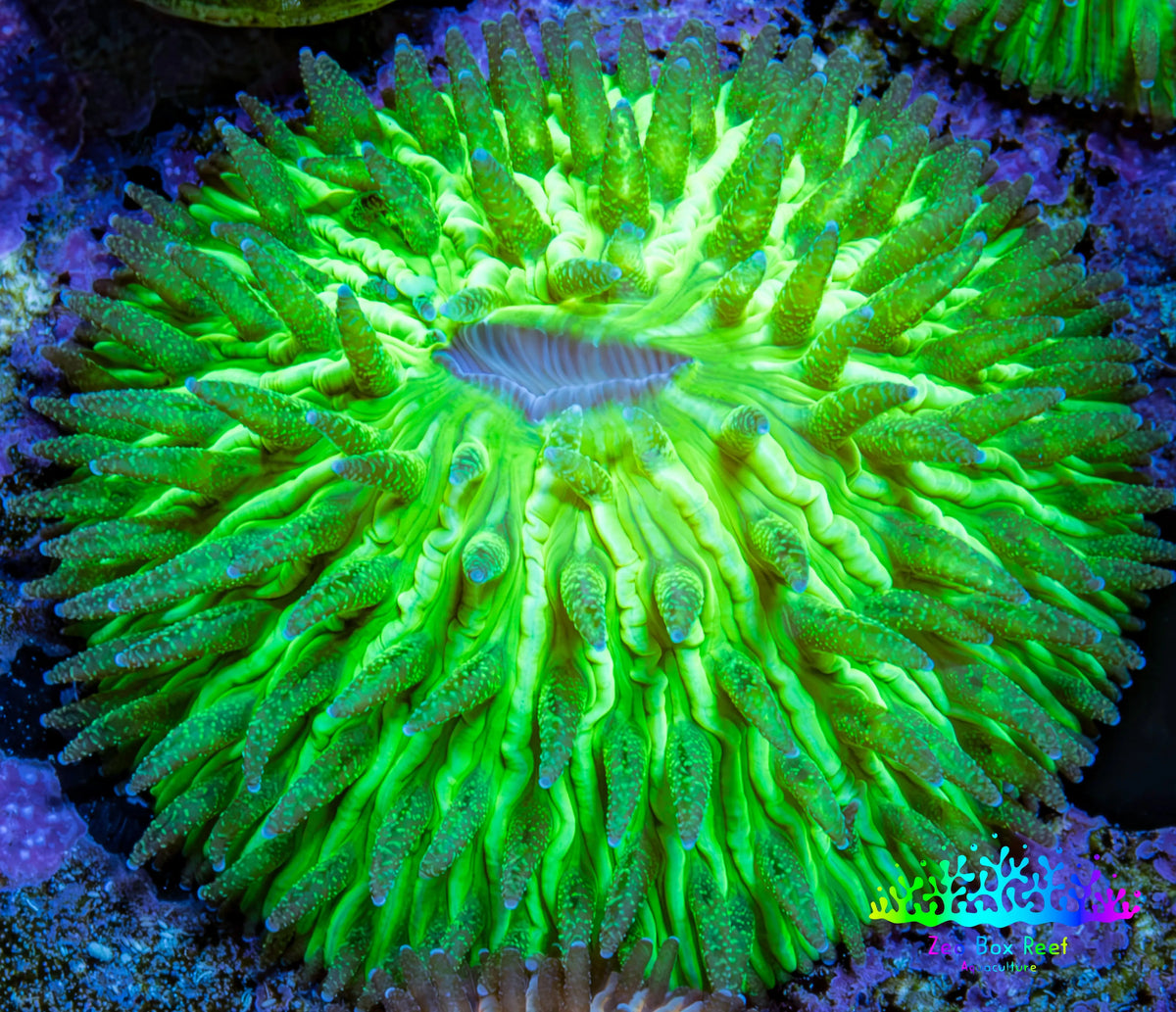 Ultra Neon Green Fungia Coral WYSIWYG 3cm Ultra Neon Green Fungia Coral WYSIWYG 3cm LPS Ultra Neon Green Fungia Coral WYSIWYG 3cm Zeo Box Reef