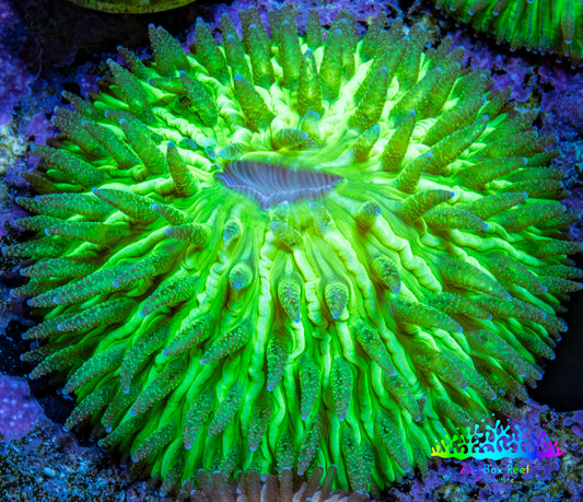Ultra Neon Green Fungia Coral WYSIWYG 3cm Ultra Neon Green Fungia Coral WYSIWYG 3cm LPS Ultra Neon Green Fungia Coral WYSIWYG 3cm Zeo Box Reef