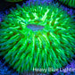 Ultra Neon Green Fungia Coral WYSIWYG 3cm Ultra Neon Green Fungia Coral WYSIWYG 3cm LPS Ultra Neon Green Fungia Coral WYSIWYG 3cm Zeo Box Reef