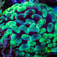 Ultra Neon Green Mottled Hammer Coral -   WYSIWYG 7cm B10R6B1 Ultra Neon Green Mottled Hammer Coral -   WYSIWYG 7cm B10R6B1 Aquarium Decor Ultra Neon Green Mottled Hammer Coral -   WYSIWYG 7cm B10R6B1 Zeo Box Reef