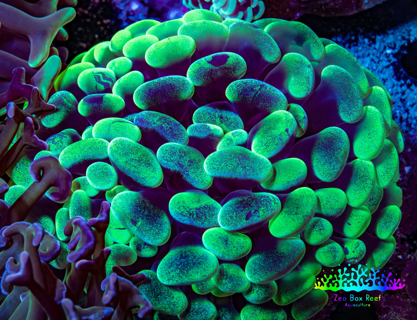Ultra Neon Green Mottled Hammer Coral -   WYSIWYG 7cm B10R6B1 Ultra Neon Green Mottled Hammer Coral -   WYSIWYG 7cm B10R6B1 Aquarium Decor Ultra Neon Green Mottled Hammer Coral -   WYSIWYG 7cm B10R6B1 Zeo Box Reef