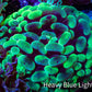 Ultra Neon Green Mottled Hammer Coral -   WYSIWYG 7cm B10R6B1 Ultra Neon Green Mottled Hammer Coral -   WYSIWYG 7cm B10R6B1 Aquarium Decor Ultra Neon Green Mottled Hammer Coral -   WYSIWYG 7cm B10R6B1 Zeo Box Reef