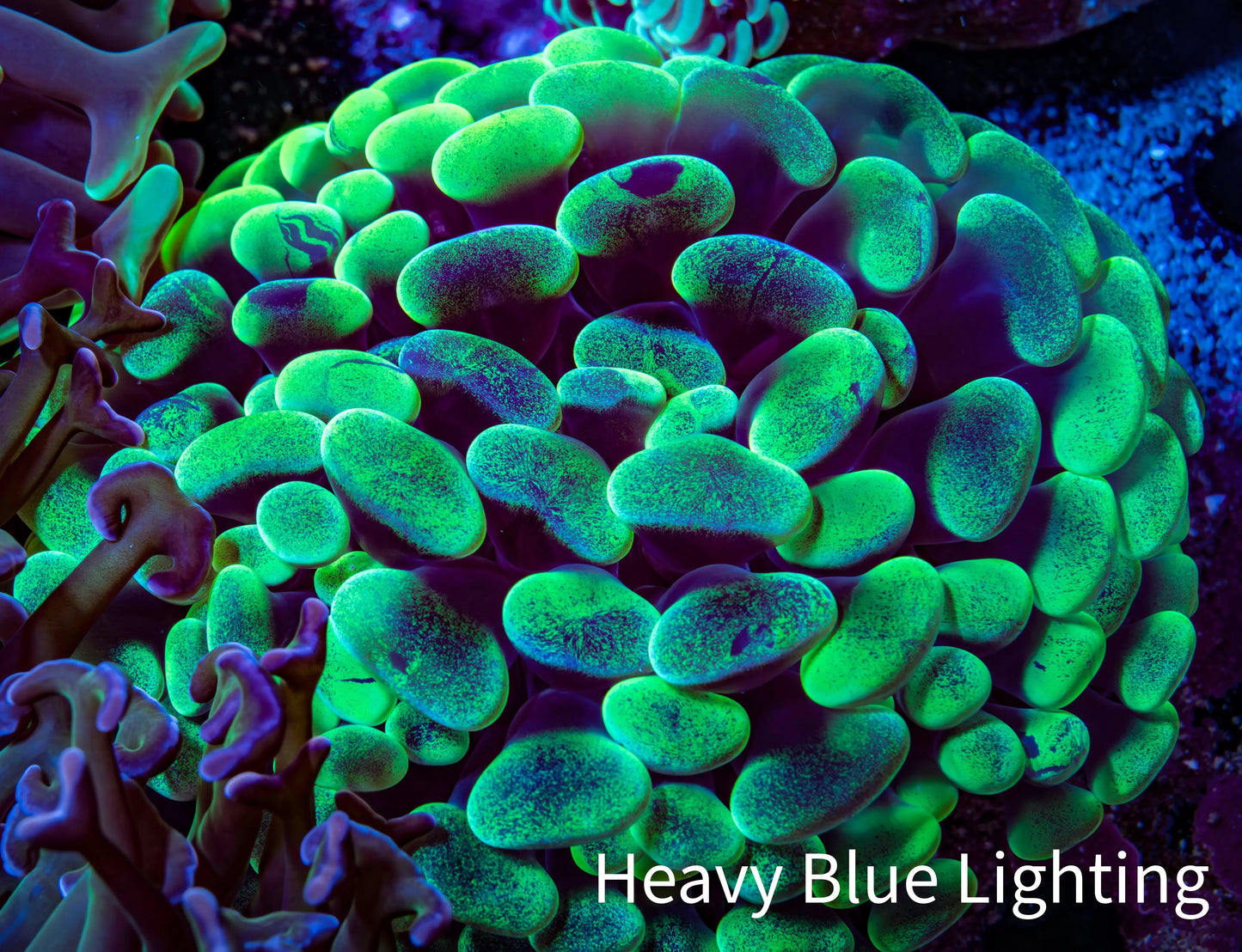 Ultra Neon Green Mottled Hammer Coral -   WYSIWYG 7cm B10R6B1 Ultra Neon Green Mottled Hammer Coral -   WYSIWYG 7cm B10R6B1 Aquarium Decor Ultra Neon Green Mottled Hammer Coral -   WYSIWYG 7cm B10R6B1 Zeo Box Reef
