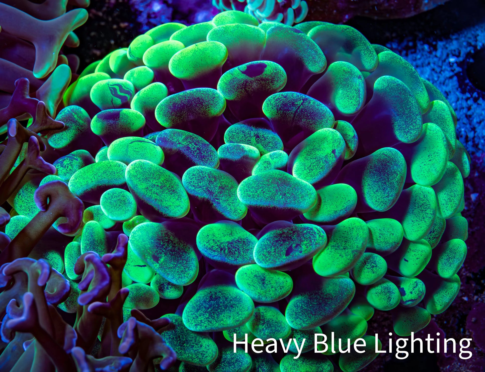 Ultra Neon Green Mottled Hammer Coral -   WYSIWYG 7cm B10R6B1 Ultra Neon Green Mottled Hammer Coral -   WYSIWYG 7cm B10R6B1 Aquarium Decor Ultra Neon Green Mottled Hammer Coral -   WYSIWYG 7cm B10R6B1 Zeo Box Reef
