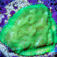 Ultra Neon Green Platygyra Coral Frag WYSIWYG Ultra Neon Green Platygyra Coral Frag WYSIWYG Aquarium Decor Ultra Neon Green Platygyra Coral Frag WYSIWYG Zeo Box Reef