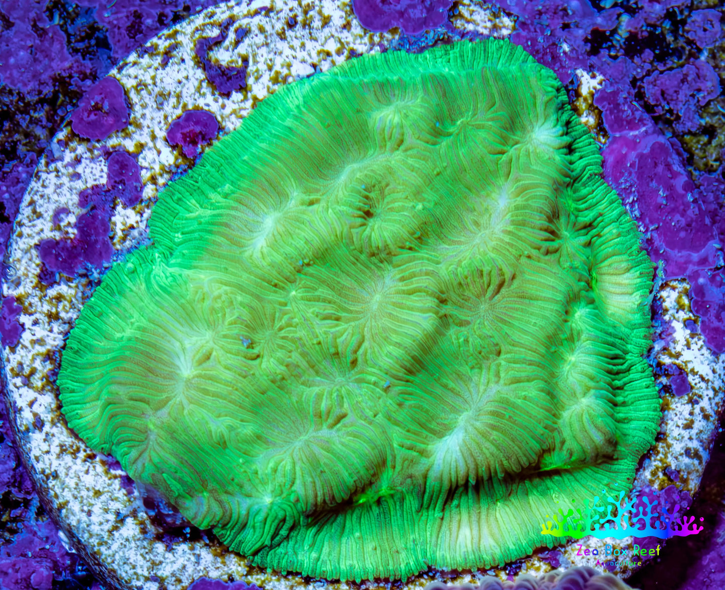 Ultra Neon Green Platygyra Coral Frag WYSIWYG Ultra Neon Green Platygyra Coral Frag WYSIWYG Aquarium Decor Ultra Neon Green Platygyra Coral Frag WYSIWYG Zeo Box Reef