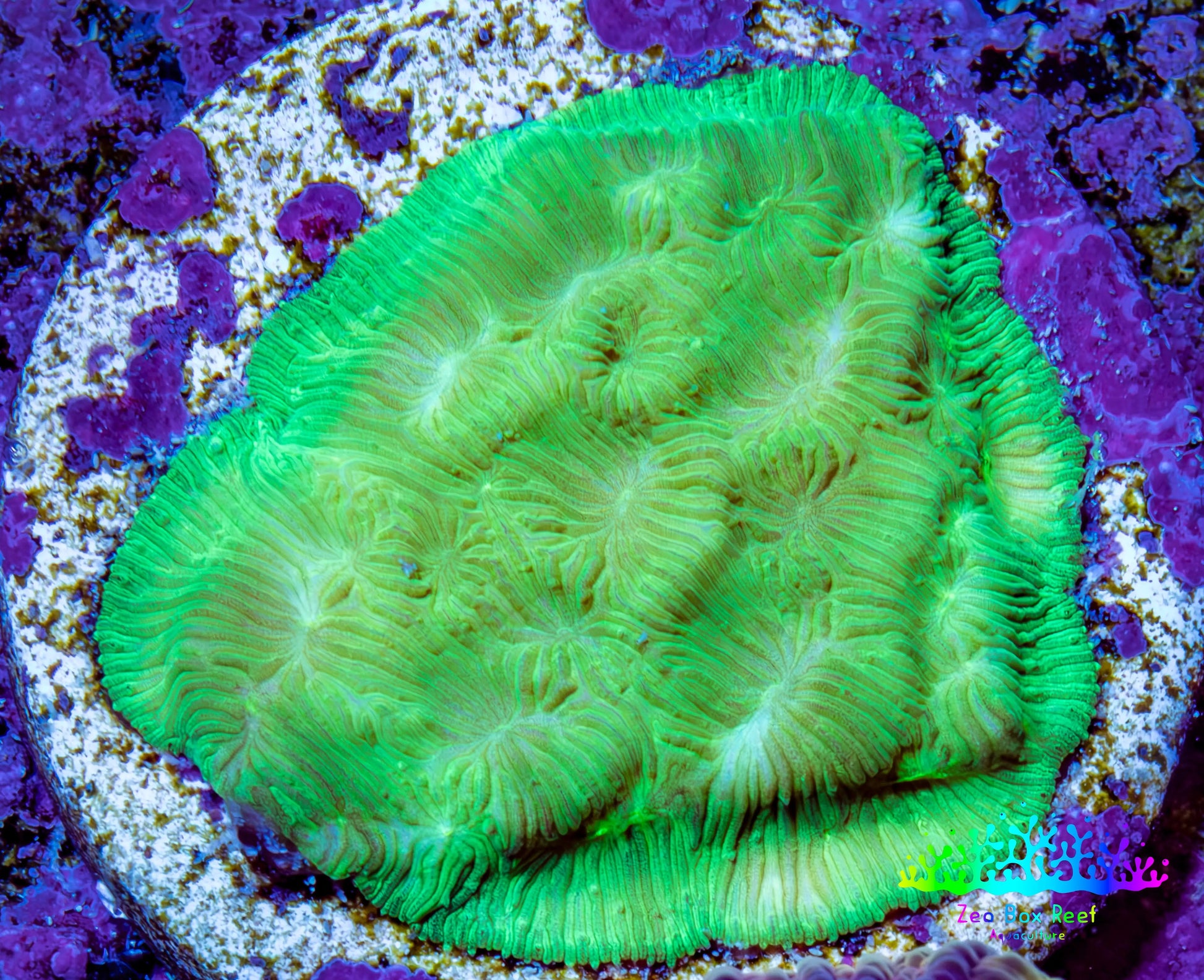 Ultra Neon Green Platygyra Coral Frag WYSIWYG Ultra Neon Green Platygyra Coral Frag WYSIWYG Aquarium Decor Ultra Neon Green Platygyra Coral Frag WYSIWYG Zeo Box Reef