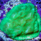 Ultra Neon Green Platygyra Coral Frag WYSIWYG Ultra Neon Green Platygyra Coral Frag WYSIWYG Aquarium Decor Ultra Neon Green Platygyra Coral Frag WYSIWYG Zeo Box Reef