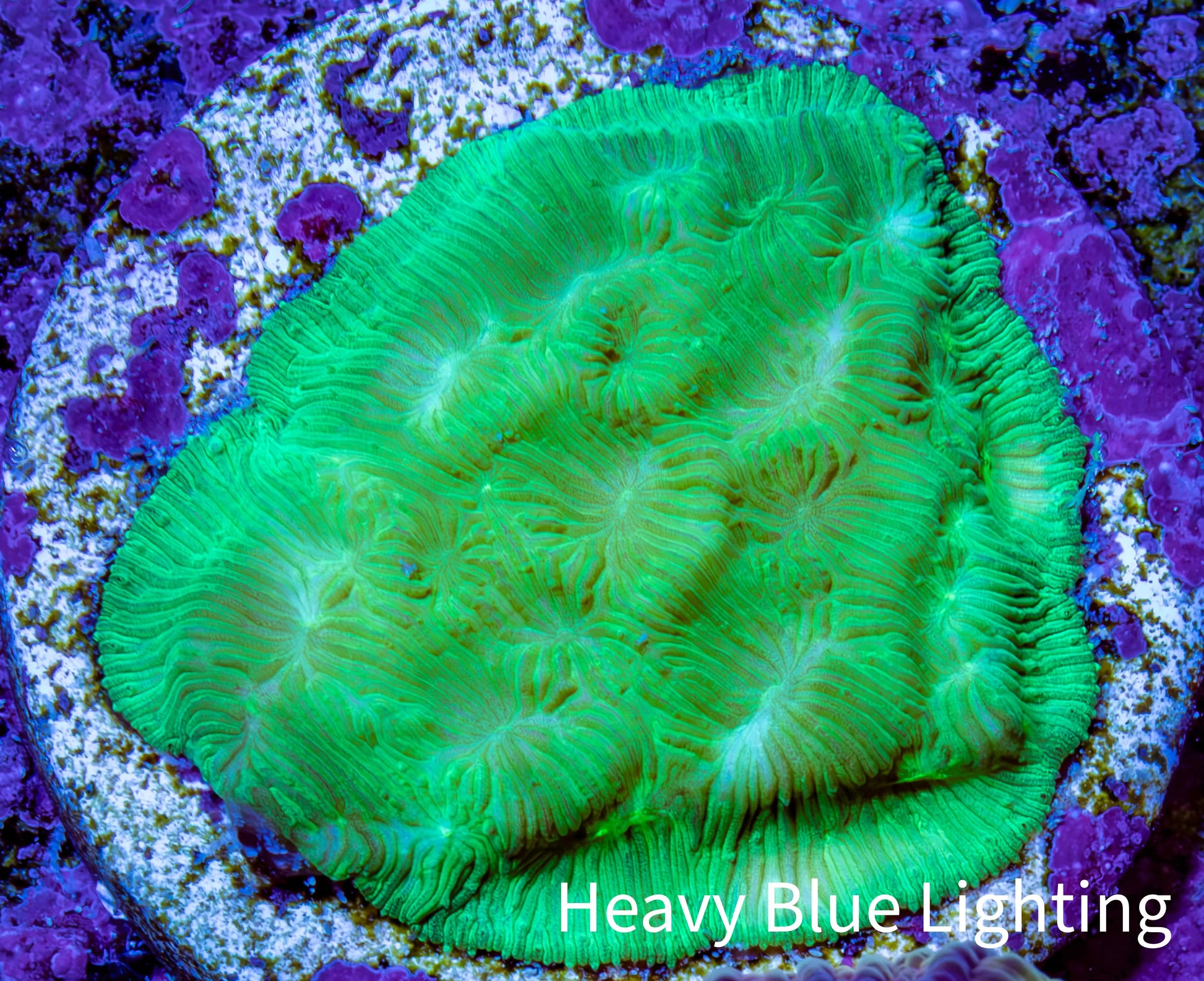 Ultra Neon Green Platygyra Coral Frag WYSIWYG Ultra Neon Green Platygyra Coral Frag WYSIWYG Aquarium Decor Ultra Neon Green Platygyra Coral Frag WYSIWYG Zeo Box Reef
