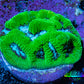 Ultra Neon Green Platygyra Coral Frag WYSIWYG Ultra Neon Green Platygyra Coral Frag WYSIWYG Aquarium Decor Ultra Neon Green Platygyra Coral Frag WYSIWYG Zeo Box Reef