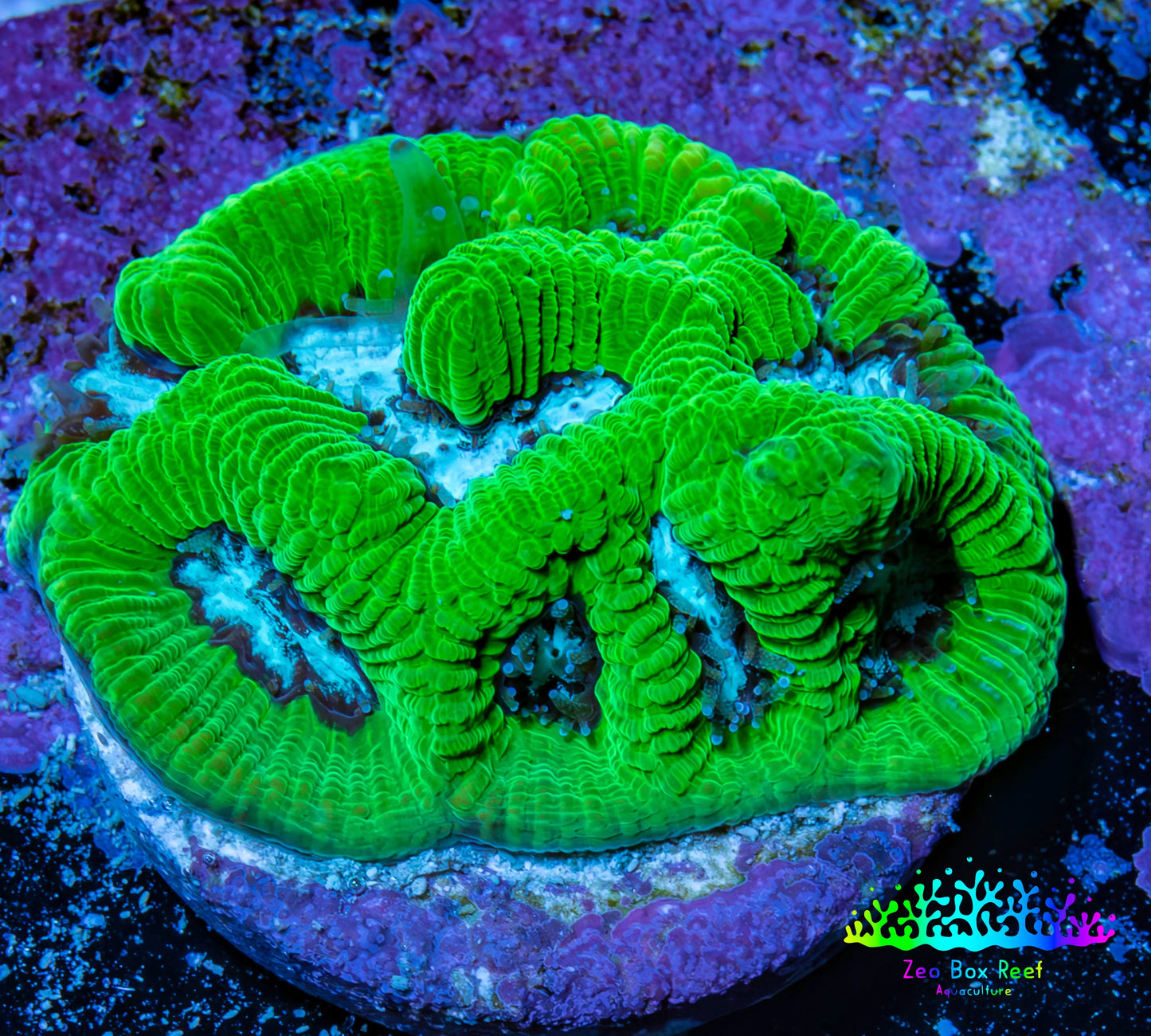 Ultra Neon Green Platygyra Coral Frag WYSIWYG Ultra Neon Green Platygyra Coral Frag WYSIWYG Aquarium Decor Ultra Neon Green Platygyra Coral Frag WYSIWYG Zeo Box Reef