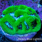Ultra Neon Green Platygyra Coral Frag WYSIWYG Ultra Neon Green Platygyra Coral Frag WYSIWYG Aquarium Decor Ultra Neon Green Platygyra Coral Frag WYSIWYG Zeo Box Reef