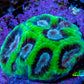 Ultra Neon Green Platygyra Coral Frag WYSIWYG Ultra Neon Green Platygyra Coral Frag WYSIWYG Aquarium Decor Ultra Neon Green Platygyra Coral Frag WYSIWYG Zeo Box Reef
