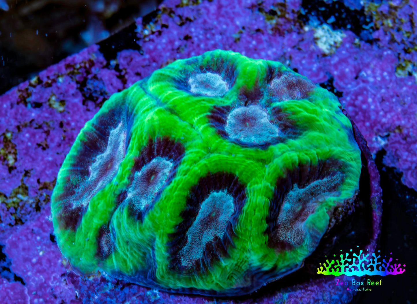 Ultra Neon Green Platygyra Coral Frag WYSIWYG Ultra Neon Green Platygyra Coral Frag WYSIWYG Aquarium Decor Ultra Neon Green Platygyra Coral Frag WYSIWYG Zeo Box Reef