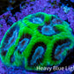 Ultra Neon Green Platygyra Coral Frag WYSIWYG Ultra Neon Green Platygyra Coral Frag WYSIWYG Aquarium Decor Ultra Neon Green Platygyra Coral Frag WYSIWYG Zeo Box Reef