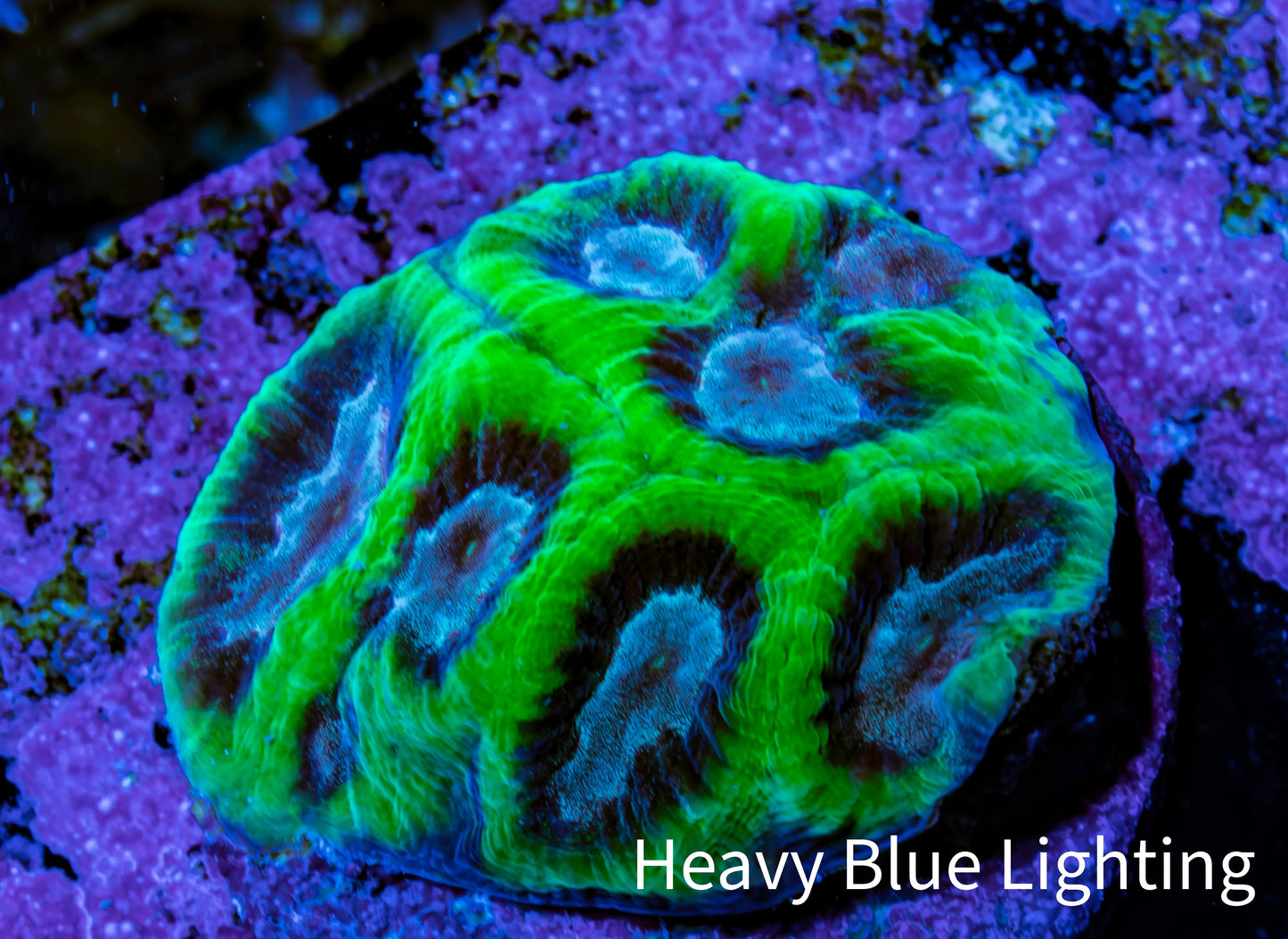 Ultra Neon Green Platygyra Coral Frag WYSIWYG Ultra Neon Green Platygyra Coral Frag WYSIWYG Aquarium Decor Ultra Neon Green Platygyra Coral Frag WYSIWYG Zeo Box Reef