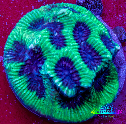 Ultra Neon Green Platygyra Coral Frag WYSIWYG Ultra Neon Green Platygyra Coral Frag WYSIWYG Aquarium Decor Ultra Neon Green Platygyra Coral Frag WYSIWYG Zeo Box Reef