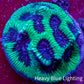 Ultra Neon Green Platygyra Coral Frag WYSIWYG Ultra Neon Green Platygyra Coral Frag WYSIWYG Aquarium Decor Ultra Neon Green Platygyra Coral Frag WYSIWYG Zeo Box Reef
