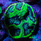 Ultra Neon Green Platygyra Coral Frag WYSIWYG Ultra Neon Green Platygyra Coral Frag WYSIWYG Aquarium Decor Ultra Neon Green Platygyra Coral Frag WYSIWYG Zeo Box Reef