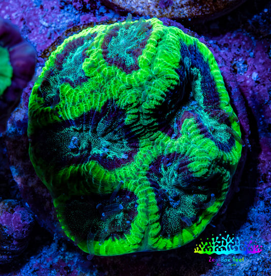 Ultra Neon Green Platygyra Coral Frag WYSIWYG Ultra Neon Green Platygyra Coral Frag WYSIWYG Aquarium Decor Ultra Neon Green Platygyra Coral Frag WYSIWYG Zeo Box Reef