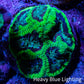 Ultra Neon Green Platygyra Coral Frag WYSIWYG Ultra Neon Green Platygyra Coral Frag WYSIWYG Aquarium Decor Ultra Neon Green Platygyra Coral Frag WYSIWYG Zeo Box Reef