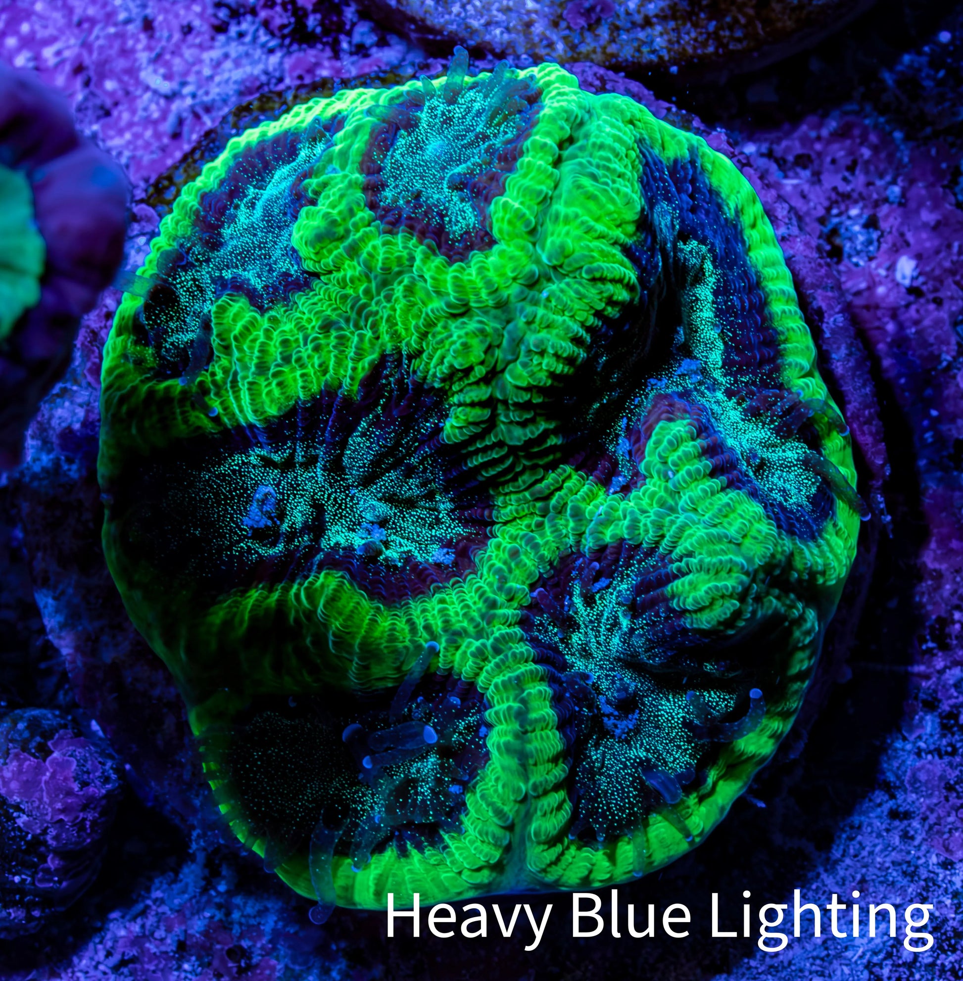 Ultra Neon Green Platygyra Coral Frag WYSIWYG Ultra Neon Green Platygyra Coral Frag WYSIWYG Aquarium Decor Ultra Neon Green Platygyra Coral Frag WYSIWYG Zeo Box Reef