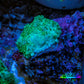 Ultra Neon Green  Rhodactis Coral WYSIWYG 1cm Ultra Neon Green  Rhodactis Coral WYSIWYG 1cm Animals & Pet Supplies Ultra Neon Green  Rhodactis Coral WYSIWYG 1cm Zeo Box Reef