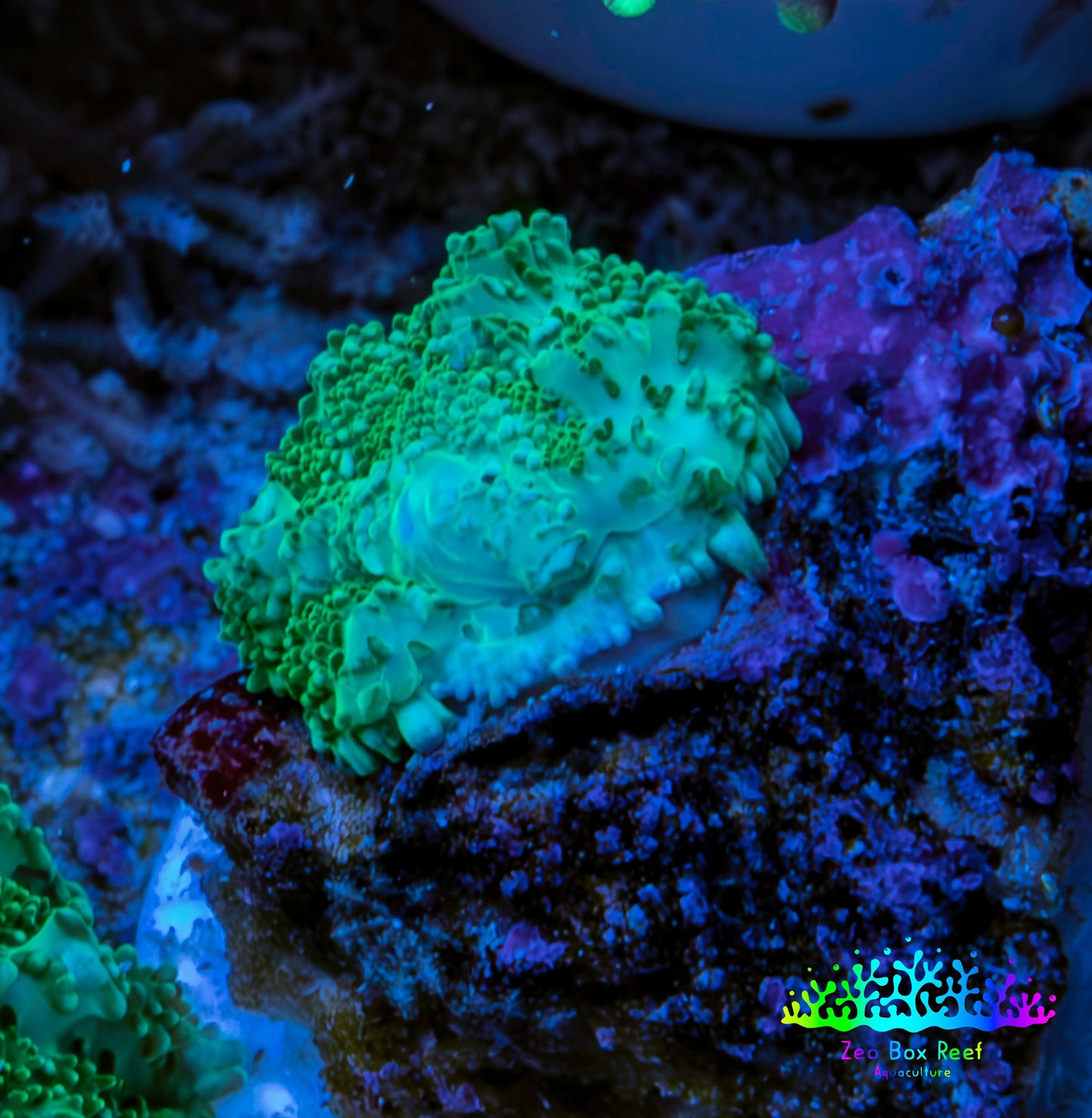 Ultra Neon Green  Rhodactis Coral WYSIWYG 1cm Ultra Neon Green  Rhodactis Coral WYSIWYG 1cm Animals & Pet Supplies Ultra Neon Green  Rhodactis Coral WYSIWYG 1cm Zeo Box Reef