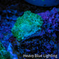 Ultra Neon Green  Rhodactis Coral WYSIWYG 1cm Ultra Neon Green  Rhodactis Coral WYSIWYG 1cm Animals & Pet Supplies Ultra Neon Green  Rhodactis Coral WYSIWYG 1cm Zeo Box Reef