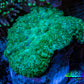 Ultra Neon Green  Rhodactis Coral WYSIWYG 2.5cm Ultra Neon Green  Rhodactis Coral WYSIWYG 2.5cm Animals & Pet Supplies Ultra Neon Green  Rhodactis Coral WYSIWYG 2.5cm Zeo Box Reef