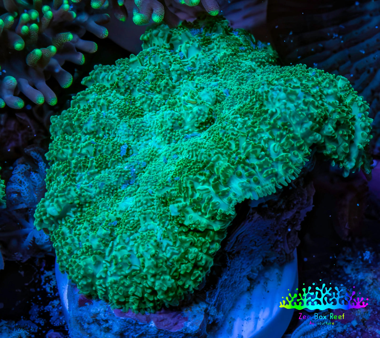 Ultra Neon Green  Rhodactis Coral WYSIWYG 2.5cm Ultra Neon Green  Rhodactis Coral WYSIWYG 2.5cm Animals & Pet Supplies Ultra Neon Green  Rhodactis Coral WYSIWYG 2.5cm Zeo Box Reef