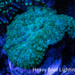 Ultra Neon Green  Rhodactis Coral WYSIWYG 2.5cm Ultra Neon Green  Rhodactis Coral WYSIWYG 2.5cm Animals & Pet Supplies Ultra Neon Green  Rhodactis Coral WYSIWYG 2.5cm Zeo Box Reef