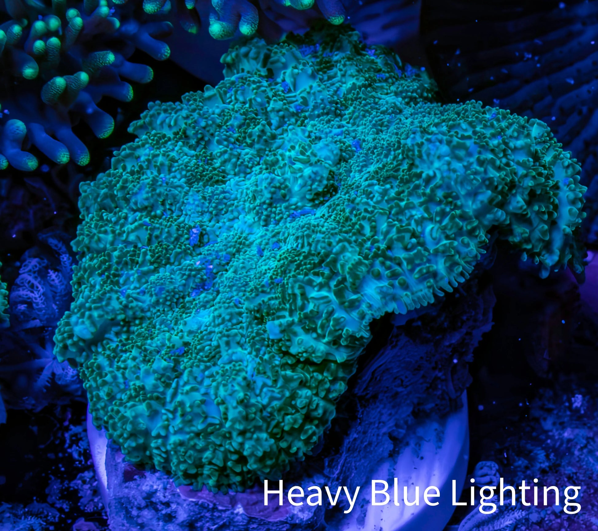 Ultra Neon Green  Rhodactis Coral WYSIWYG 2.5cm Ultra Neon Green  Rhodactis Coral WYSIWYG 2.5cm Animals & Pet Supplies Ultra Neon Green  Rhodactis Coral WYSIWYG 2.5cm Zeo Box Reef