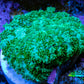 Ultra Neon Green  Rhodactis Coral WYSIWYG 2cm A5R1B2 Ultra Neon Green  Rhodactis Coral WYSIWYG 2cm A5R1B2 Animals & Pet Supplies Ultra Neon Green  Rhodactis Coral WYSIWYG 2cm A5R1B2 Zeo Box Reef