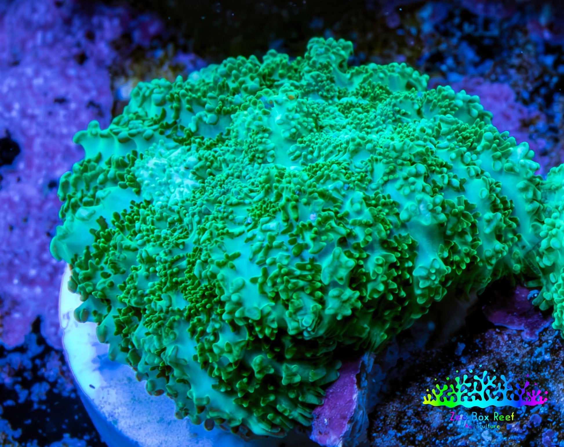 Ultra Neon Green  Rhodactis Coral WYSIWYG 2cm A5R1B2 Ultra Neon Green  Rhodactis Coral WYSIWYG 2cm A5R1B2 Animals & Pet Supplies Ultra Neon Green  Rhodactis Coral WYSIWYG 2cm A5R1B2 Zeo Box Reef