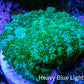 Ultra Neon Green  Rhodactis Coral WYSIWYG 2cm A5R1B2 Ultra Neon Green  Rhodactis Coral WYSIWYG 2cm A5R1B2 Animals & Pet Supplies Ultra Neon Green  Rhodactis Coral WYSIWYG 2cm A5R1B2 Zeo Box Reef
