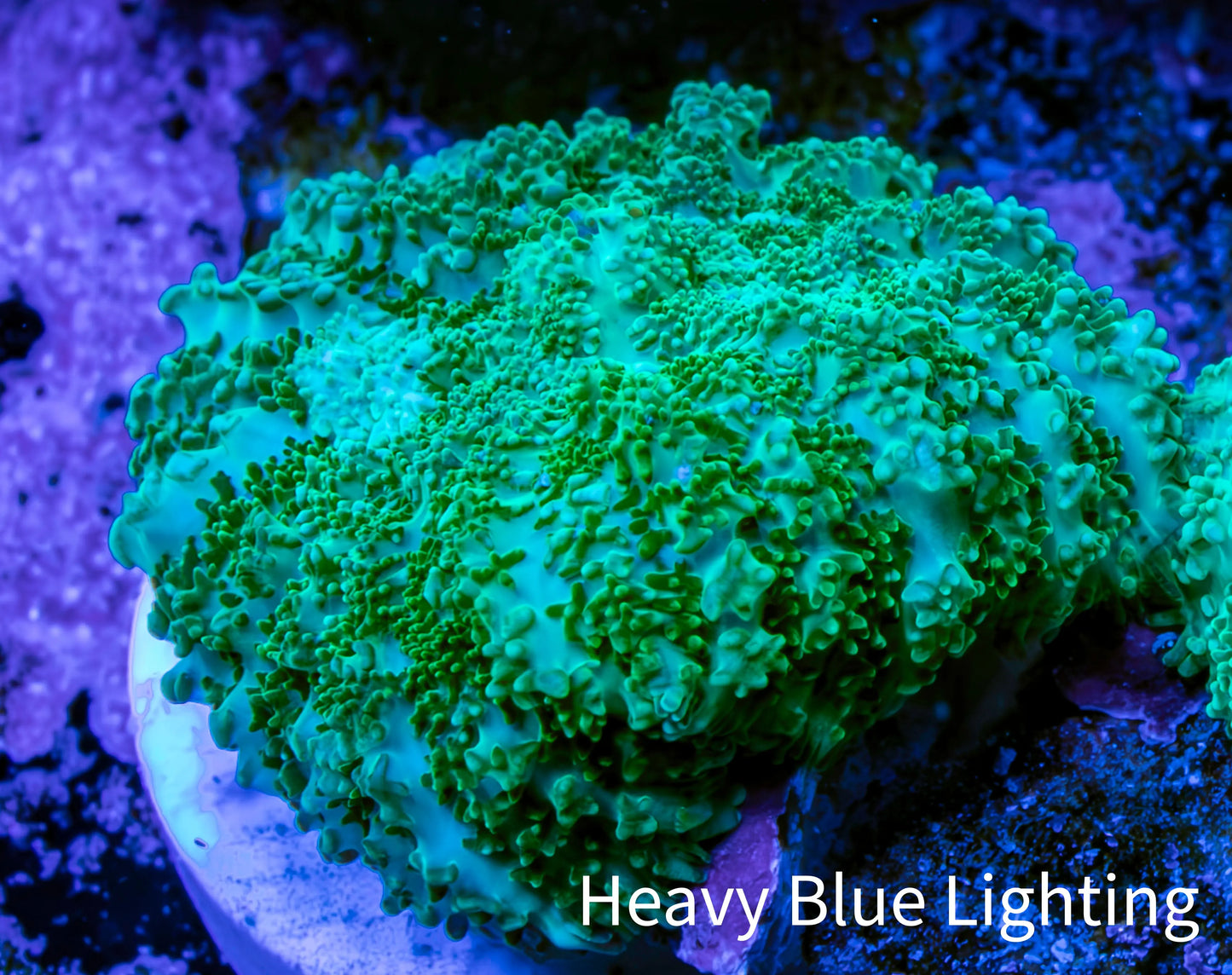 Ultra Neon Green  Rhodactis Coral WYSIWYG 2cm A5R1B2 Ultra Neon Green  Rhodactis Coral WYSIWYG 2cm A5R1B2 Animals & Pet Supplies Ultra Neon Green  Rhodactis Coral WYSIWYG 2cm A5R1B2 Zeo Box Reef