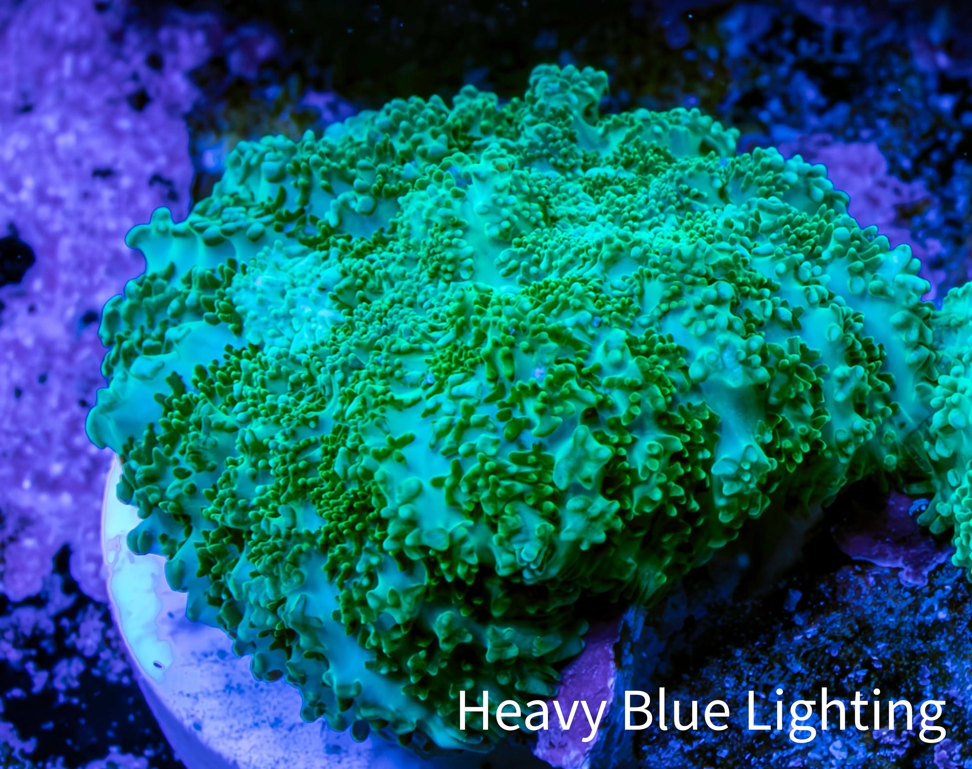 Ultra Neon Green  Rhodactis Coral WYSIWYG 2cm A5R1B2 Ultra Neon Green  Rhodactis Coral WYSIWYG 2cm A5R1B2 Animals & Pet Supplies Ultra Neon Green  Rhodactis Coral WYSIWYG 2cm A5R1B2 Zeo Box Reef