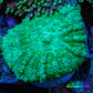 Ultra Neon Green  Rhodactis Coral WYSIWYG 3cm Ultra Neon Green  Rhodactis Coral WYSIWYG 3cm Animals & Pet Supplies Ultra Neon Green  Rhodactis Coral WYSIWYG 3cm Zeo Box Reef