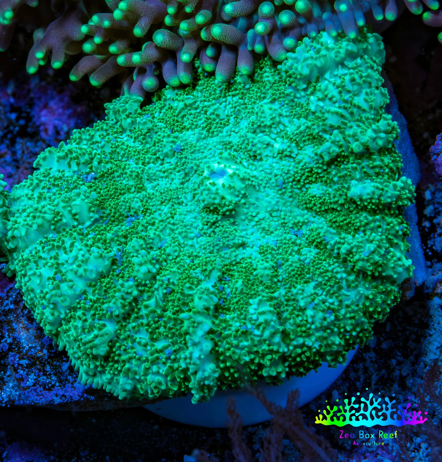 Ultra Neon Green  Rhodactis Coral WYSIWYG 3cm Ultra Neon Green  Rhodactis Coral WYSIWYG 3cm Animals & Pet Supplies Ultra Neon Green  Rhodactis Coral WYSIWYG 3cm Zeo Box Reef