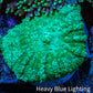 Ultra Neon Green  Rhodactis Coral WYSIWYG 3cm Ultra Neon Green  Rhodactis Coral WYSIWYG 3cm Animals & Pet Supplies Ultra Neon Green  Rhodactis Coral WYSIWYG 3cm Zeo Box Reef