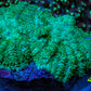 Ultra Neon Green  Rhodactis Coral WYSIWYG 4cm 2 Polyps A2R1B2 Ultra Neon Green  Rhodactis Coral WYSIWYG 4cm 2 Polyps A2R1B2 Animals & Pet Supplies Ultra Neon Green  Rhodactis Coral WYSIWYG 4cm 2 Polyps A2R1B2 Zeo Box Reef