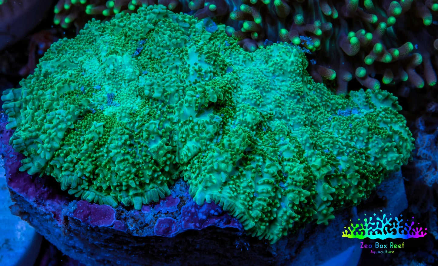Ultra Neon Green  Rhodactis Coral WYSIWYG 4cm 2 Polyps A2R1B2 Ultra Neon Green  Rhodactis Coral WYSIWYG 4cm 2 Polyps A2R1B2 Animals & Pet Supplies Ultra Neon Green  Rhodactis Coral WYSIWYG 4cm 2 Polyps A2R1B2 Zeo Box Reef