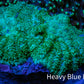 Ultra Neon Green  Rhodactis Coral WYSIWYG 4cm 2 Polyps A2R1B2 Ultra Neon Green  Rhodactis Coral WYSIWYG 4cm 2 Polyps A2R1B2 Animals & Pet Supplies Ultra Neon Green  Rhodactis Coral WYSIWYG 4cm 2 Polyps A2R1B2 Zeo Box Reef